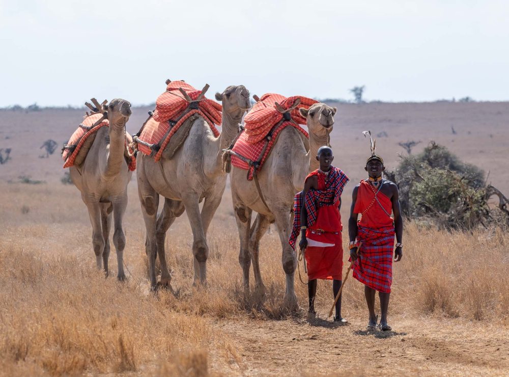 camels-1